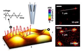 Potentiometric-Scanning Ion Conductance Microscopy