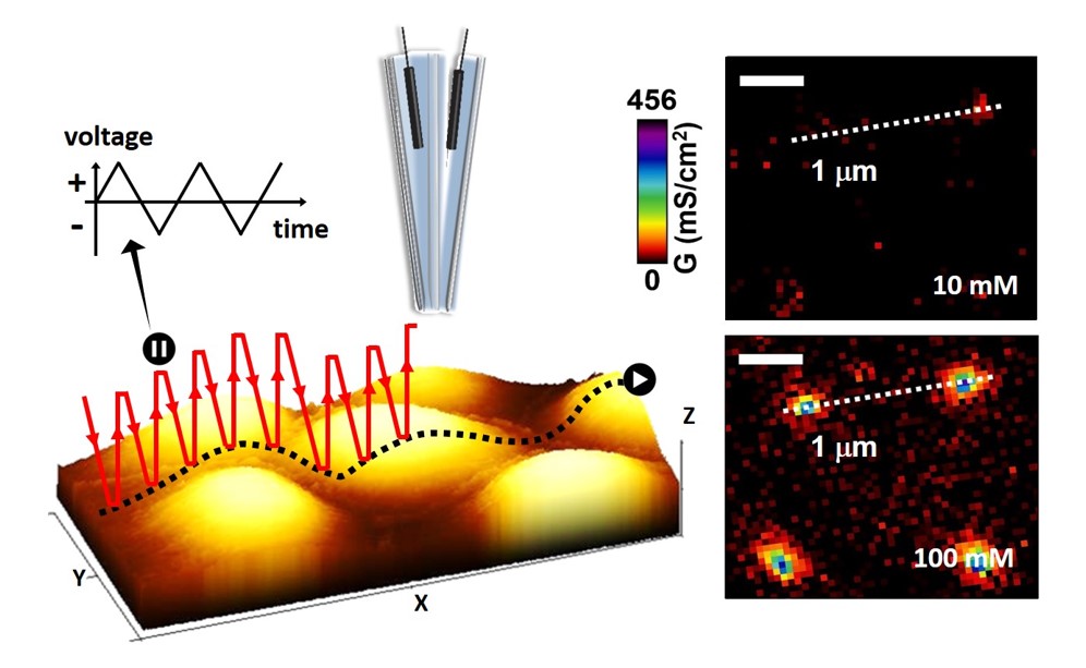 Potentiometric-Scanning Ion Conductance Microscopy
